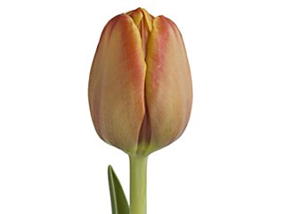 Τουλίπες Hunter