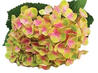 Hydrangea Amethush Pink