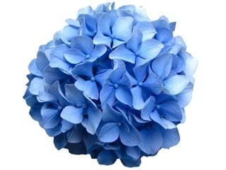 Hydrangea Blue Macrophylla