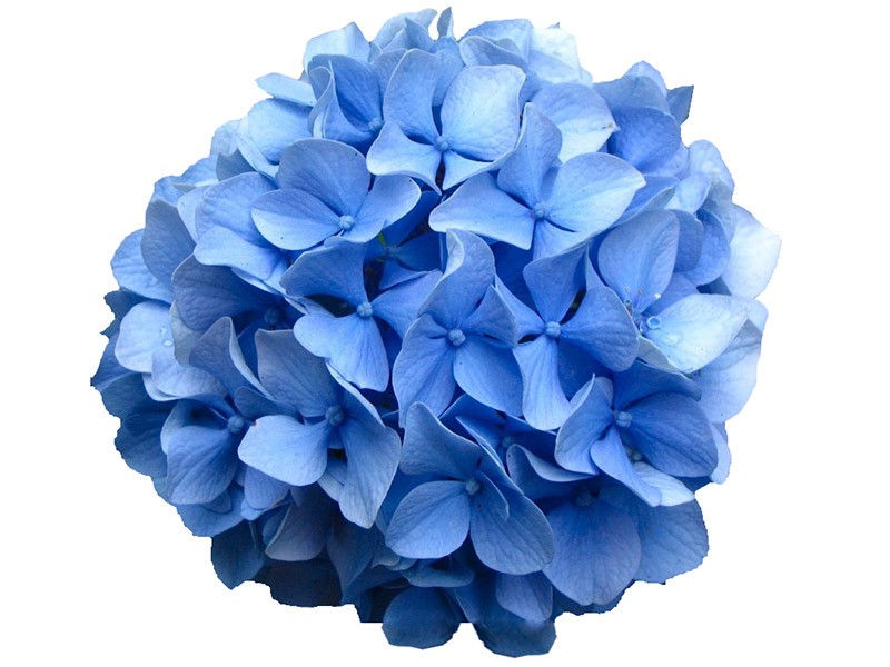 Hydrangea Blue Macrophylla