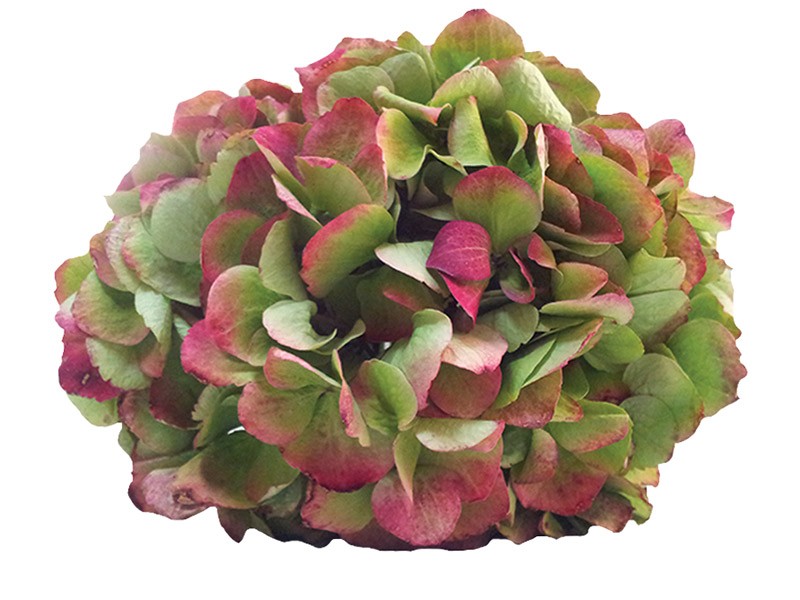 Hydrangea Magical Opal Antique