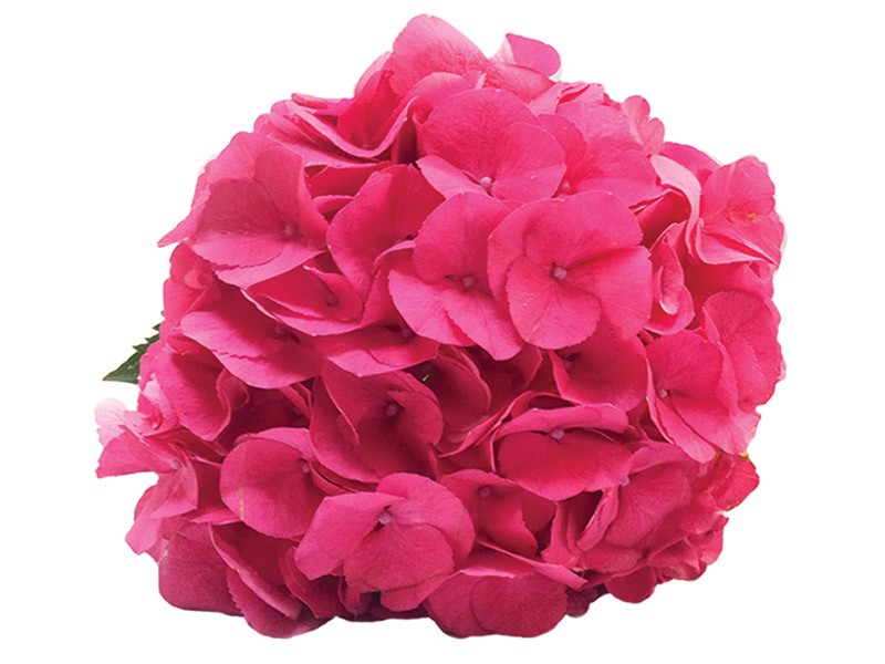 Hydrangea Masia Hot Pink