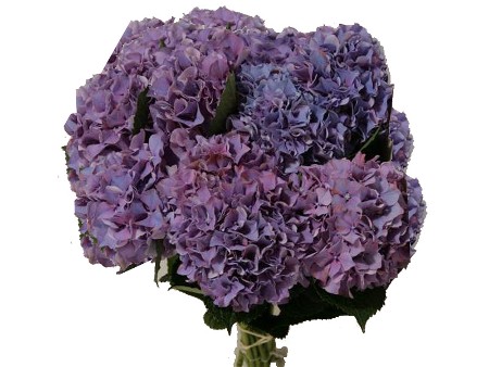 Ορτανσία Purple