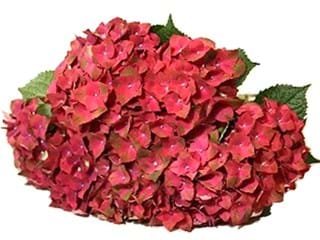 Hydrangea Red