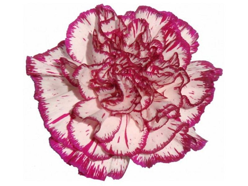 Dianthus Isola