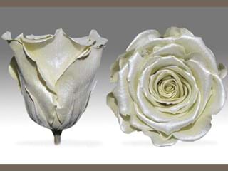 Forever Satin Ivory - NEED TRANSLATION