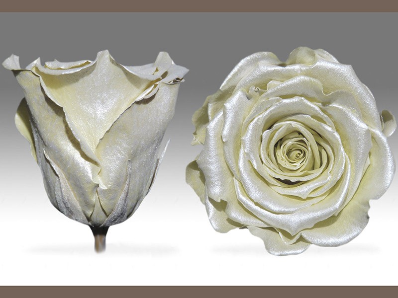 Forever Satin Ivory