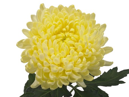 1Hd Chrysanthemum Ivy