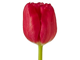 Τουλίπες Ile De France