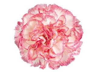 Γαρύφαλλα Jera