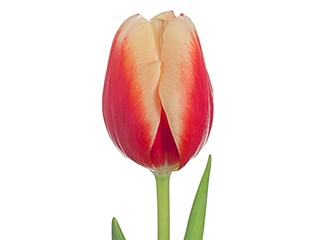 Τουλίπες Jan Buis 