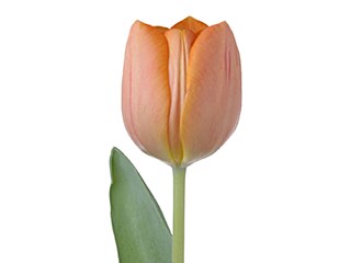 Τουλίπες Jimmy