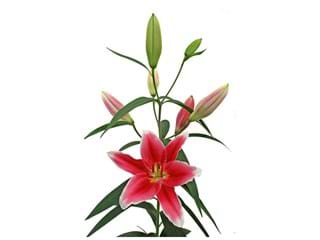 Lilium Or Joop