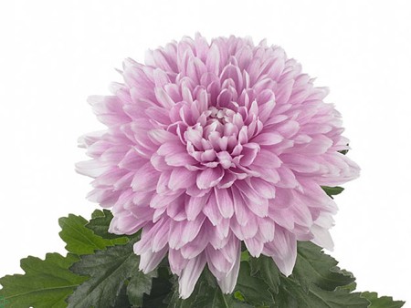 1Hd Chrysanthemum Kaloega