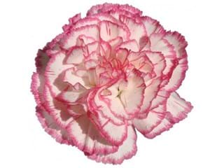 Γαρύφαλλα Kamachi