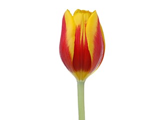 Τουλίπες Kees Neilis