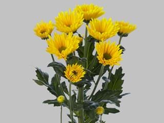 Χρυσάνθεμα Korona