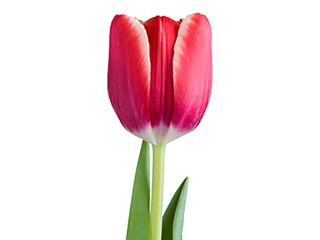 Τουλίπες Kong Fu