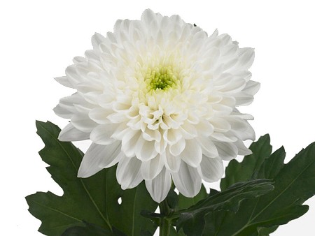 1Hd Chrysanthemum Larina