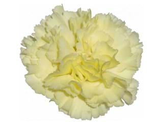 Γαρύφαλλα Liberty