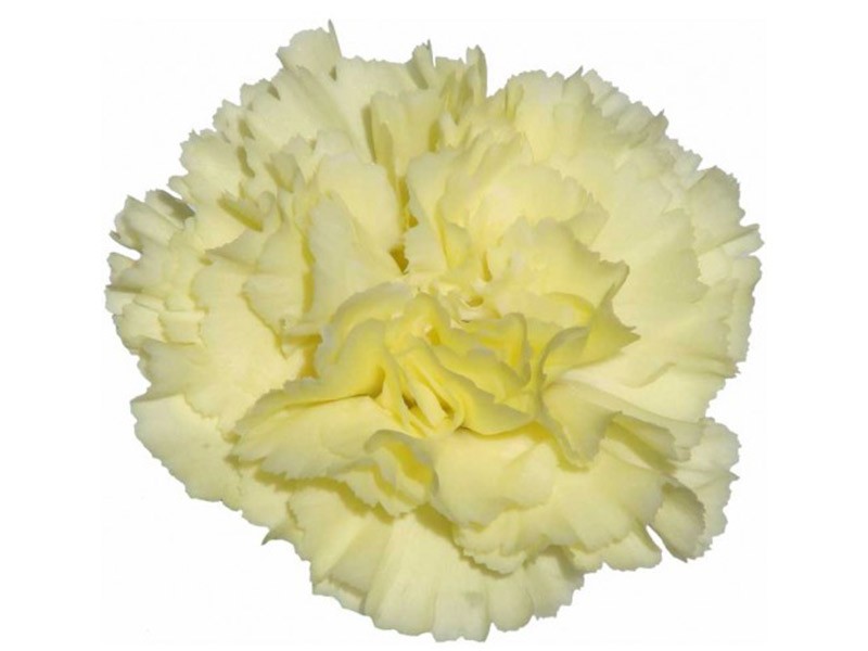 Dianthus Liberty