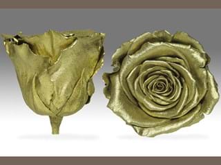 Forever Χρυσό - NEED TRANSLATION