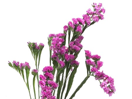 Limonium Pink Dark
