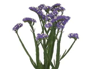 Limonium Main Blue