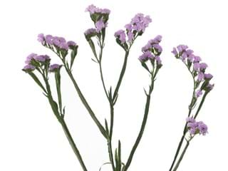 Limonium Pink