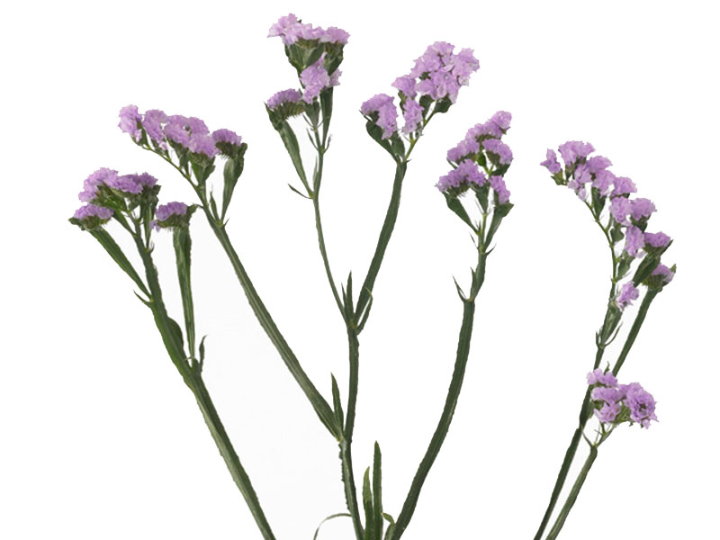 Limonium Pink