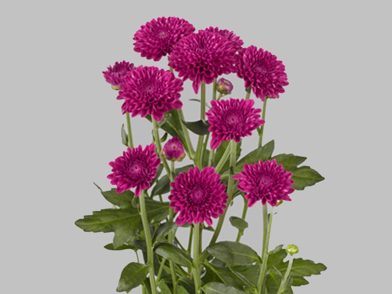 Chr Lollipop Purple