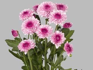 Χρυσάνθεμα Lollipop