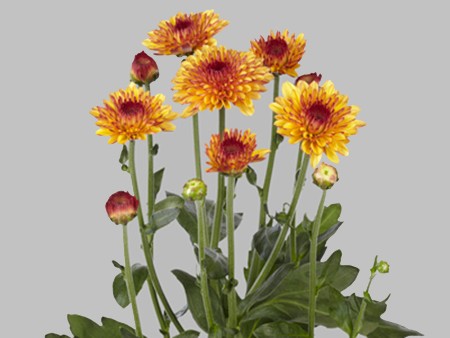 Χρυσάνθεμα Lollipop Yellow