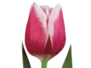 Τουλίπες Lustige