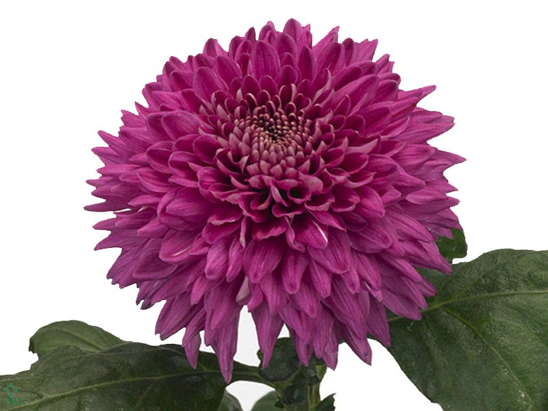 1Hd Χρυσάνθεμα Marielle Purple