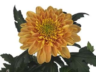 1Hd Chrysanthemum Marrow