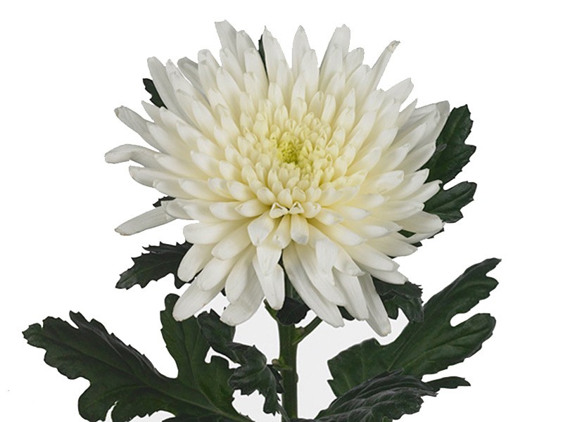 1Hd Chrysanthemum Maxim