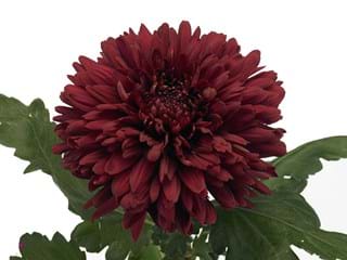 1Hd Chrysanthemum Meagan
