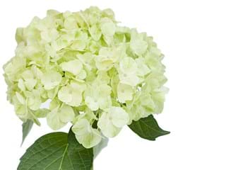 Hydrangea Mojito