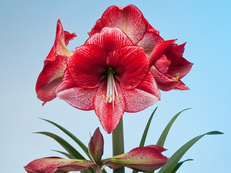 Hippeastrum Maestro