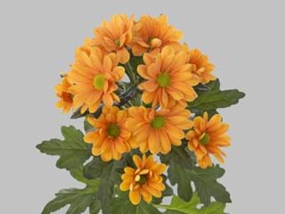 Χρυσάνθεμα Mango