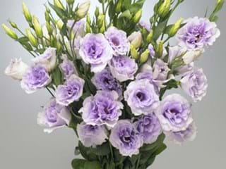 Eustoma Marianchi Lavender