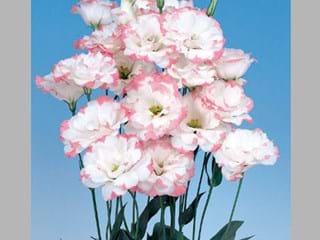 Eustoma Marianchi Pink