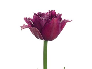 Τουλίπες Mascotte