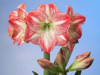 Hippeastrum Mega Star
