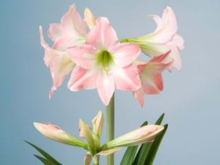 Hippeastrum Mini Blossom