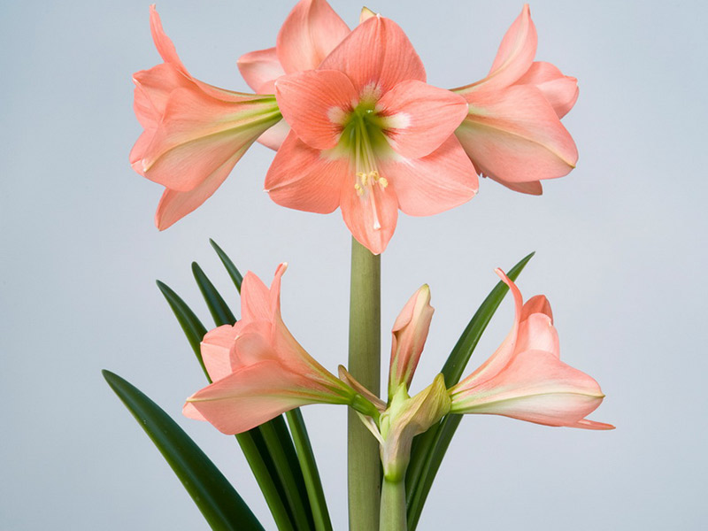 Hippeastrum Mini Queen