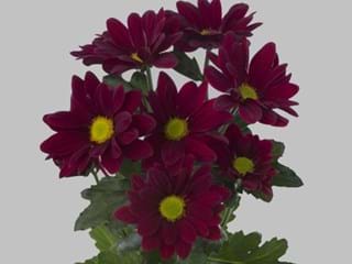 Χρυσάνθεμα Moretti