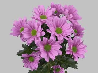 Χρυσάνθεμα Morreno 