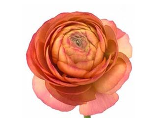 Νεραγκούλα Mistral Orange